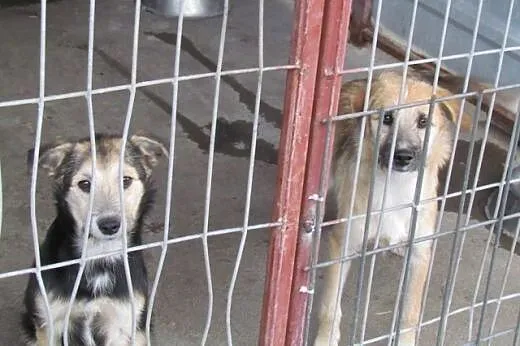 Pepsi i Cola - młodziutkie suczki do adopcji,  dolnośląskie Wrocław