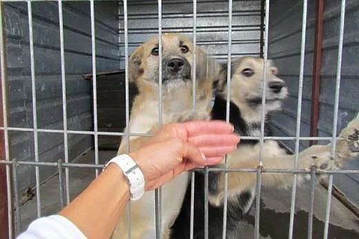 Pepsi i Cola - młodziutkie suczki do adopcji,  dol