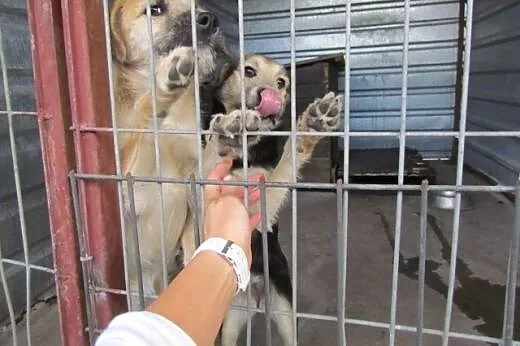 Pepsi i Cola - młodziutkie suczki do adopcji,  dol