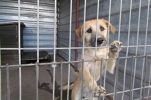 Pepsi i Cola - młodziutkie suczki do adopcji,  dol