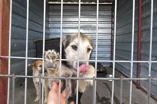 Pepsi i Cola - młodziutkie suczki do adopcji,  dol