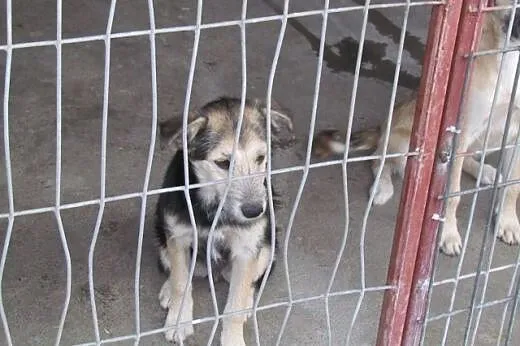 Pepsi i Cola - młodziutkie suczki do adopcji,  dol