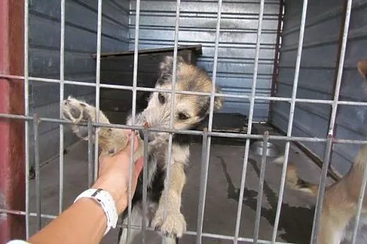 Pepsi i Cola - młodziutkie suczki do adopcji,  dol