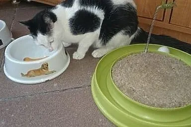 Kotek Cookie znowu szuka domu,  śląskie Tarnowskie