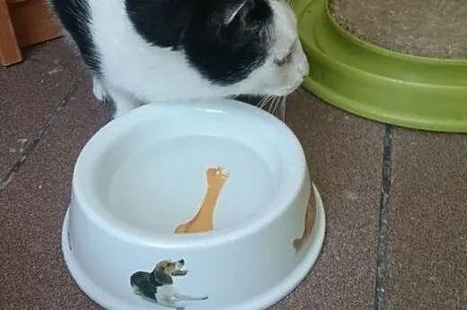 Kotek Cookie znowu szuka domu,  śląskie Tarnowskie