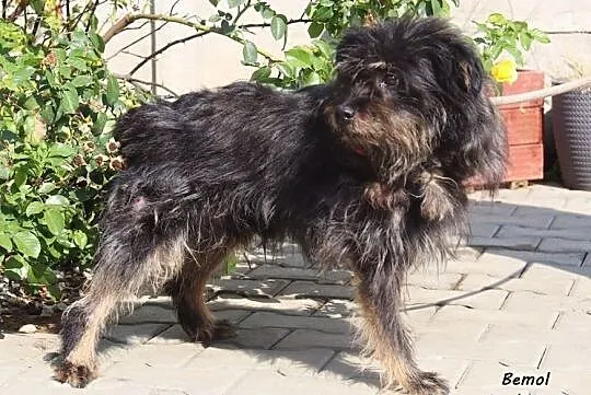 Bemol - spokojny kudłaczek, Mazowieckie, Nowy Dwór Mazowiecki