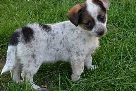 Malutka ok 6 tyg Kira czeka na dom.,  mazowieckie 