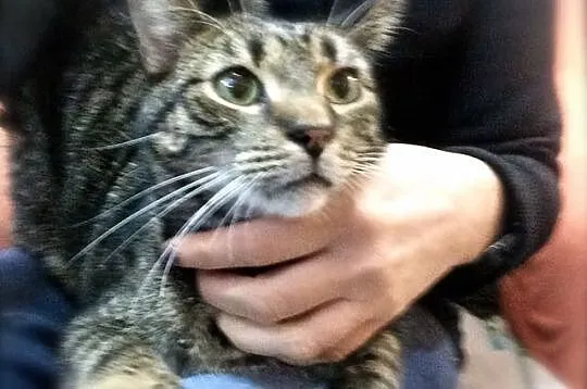 Feluś