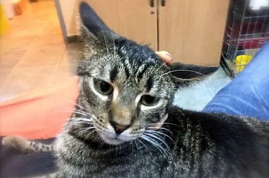 Feluś