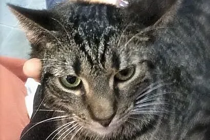 Feluś
