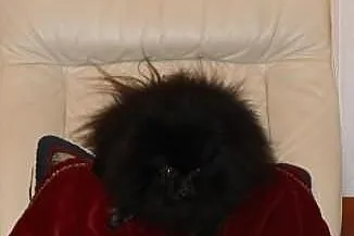 POMERANIAN z rodowodem
