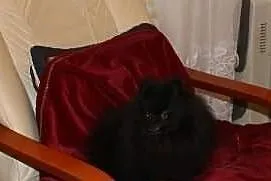 POMERANIAN z rodowodem