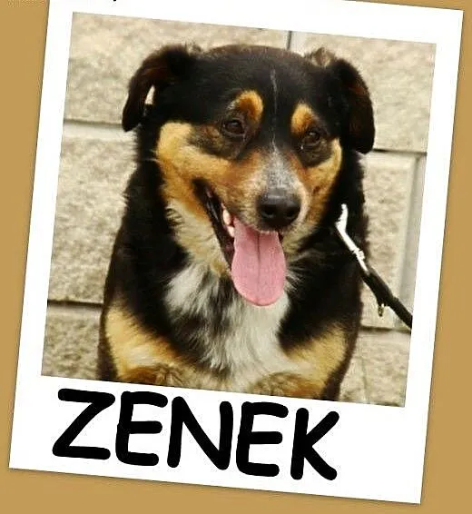Jamnikowaty ZENEK,bardzo przyjacielski, towarzyski