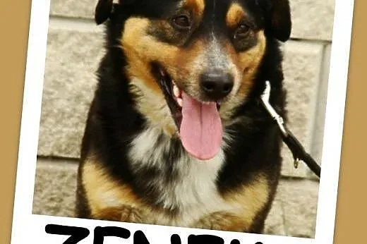 Jamnikowaty ZENEK,bardzo przyjacielski, towarzyski