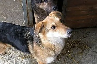 Roda, śliczna sunia z ufnymi oczętami szuka przyja