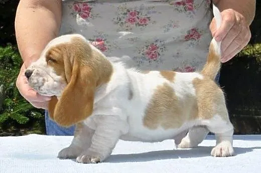 Basset hound z hodowli z wieloletnim doświadczenie