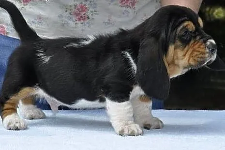 Basset hound z hodowli z wieloletnim doświadczenie