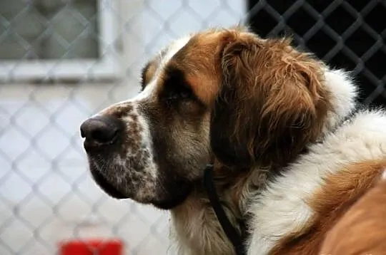 Happy - do adopcji