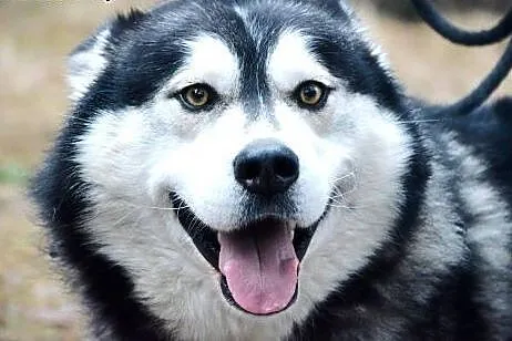 Daj dom Timiemu- odwdzięczy się milością,  Husky c