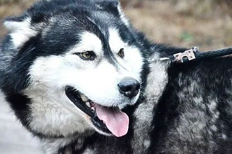 Daj dom Timiemu- odwdzięczy się milością,  Husky c