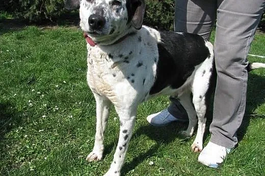 Marley - cudny pies pilnie do adopcji ,  łódzkie Łódź