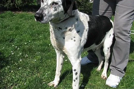 Marley - cudny pies pilnie do adopcji ,  łódzkie Ł