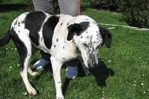 Marley - cudny pies pilnie do adopcji ,  łódzkie Ł