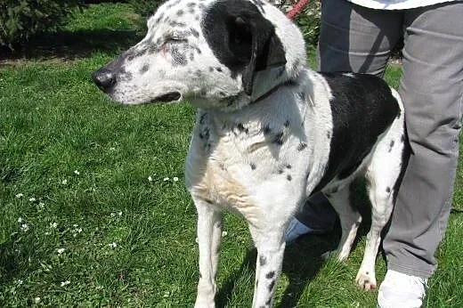 Marley - cudny pies pilnie do adopcji ,  łódzkie Ł