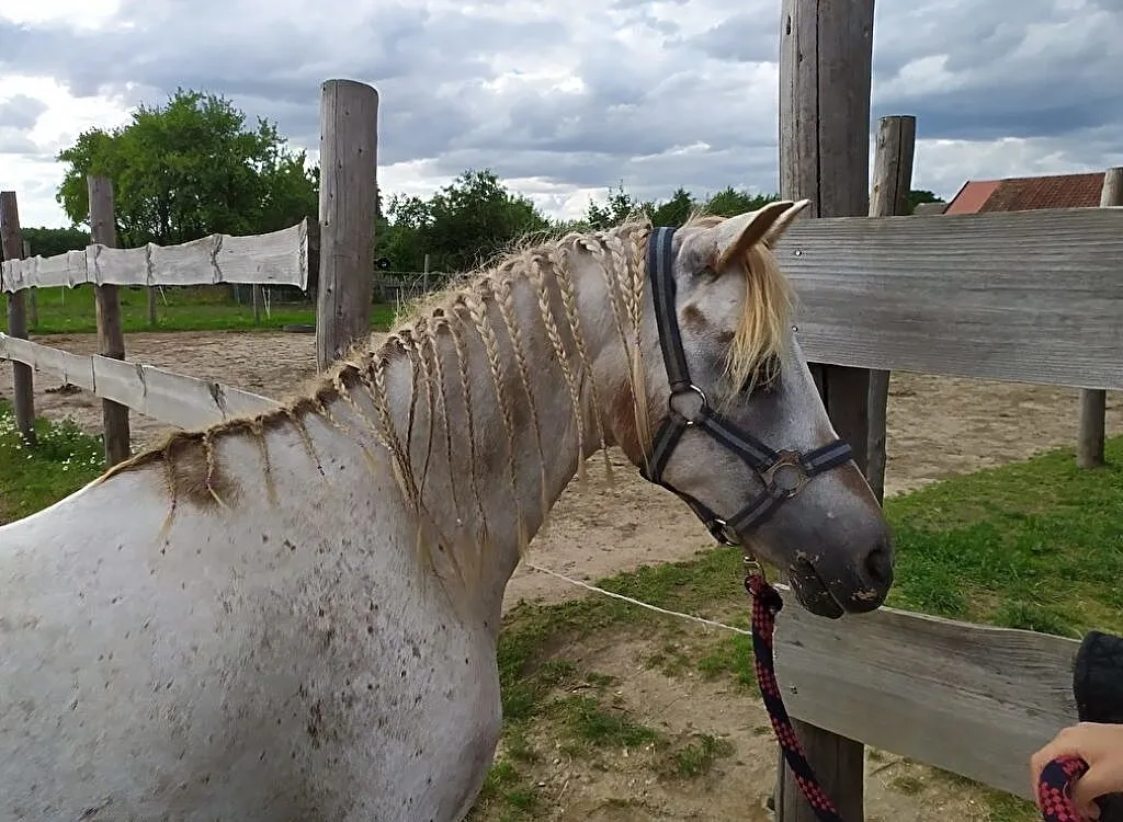 klacz kuc walijski 130cm, , Miłomłyn