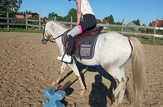 klacz kuc walijski 130cm, , Miłomłyn