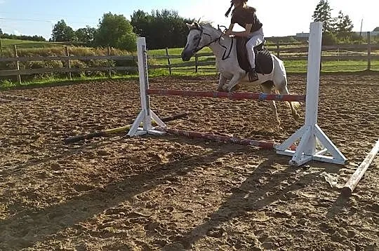 klacz kuc walijski 130cm, , Miłomłyn