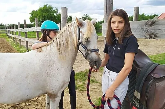 klacz kuc walijski 130cm, , Miłomłyn