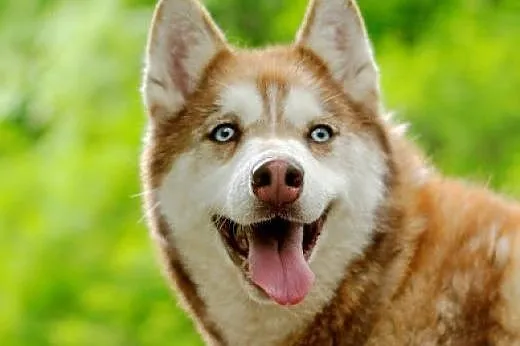Luna wspaniały rudy mix husky czeka na dom,  mazow