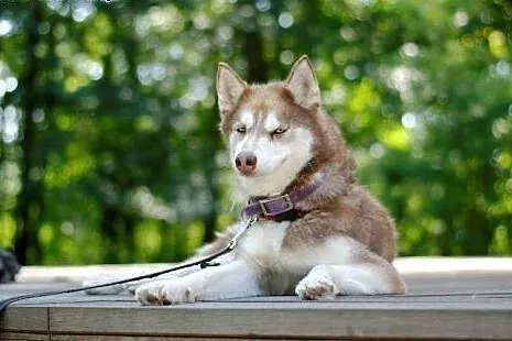 Luna wspaniały rudy mix husky czeka na dom,  mazow