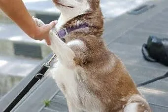 Luna wspaniały rudy mix husky czeka na dom,  mazow