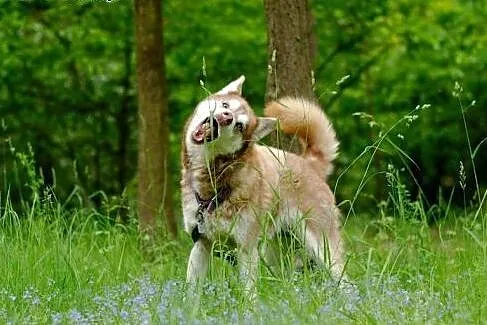 Luna wspaniały rudy mix husky czeka na dom,  mazow