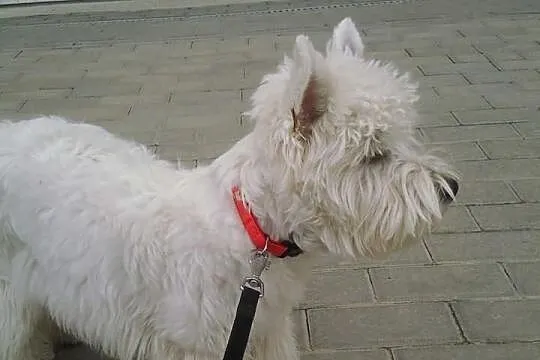 Piękny West terrier pokryje suczkę Gdańsk i okolic