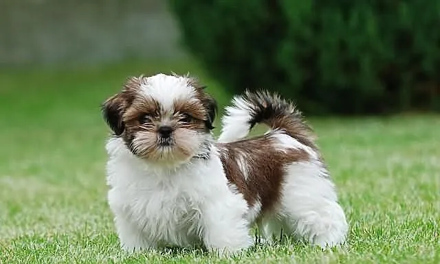 Piękne szczenięta shih tzu