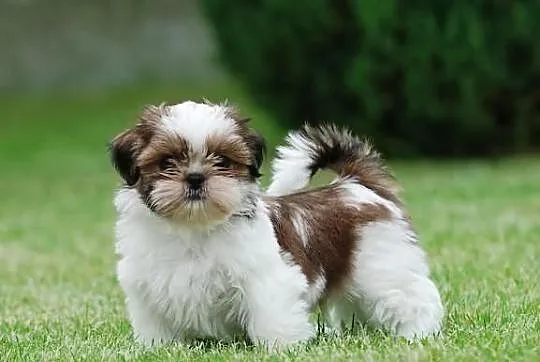 Piękne szczenięta shih tzu