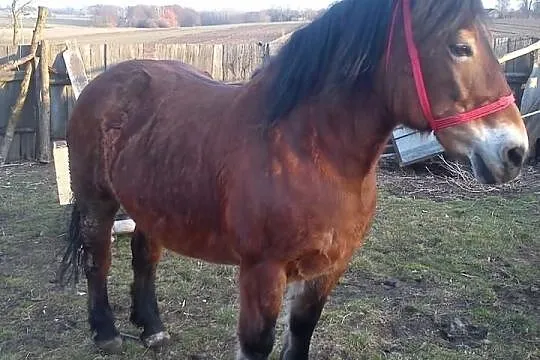 Sprzedam klacz pogrubioną 14 lat