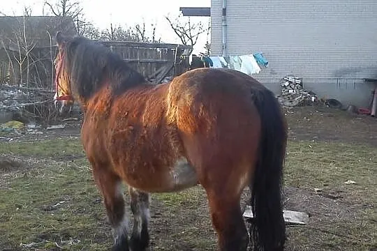 Sprzedam klacz pogrubioną 14 lat