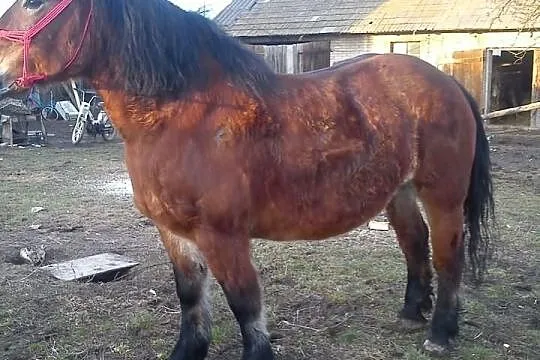Sprzedam klacz pogrubioną 14 lat