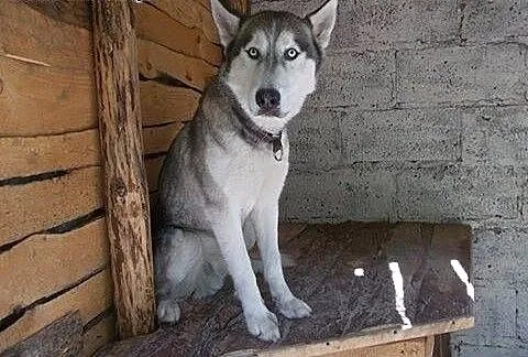 Hasio młody, aktywny, energiczny łagodny siberian