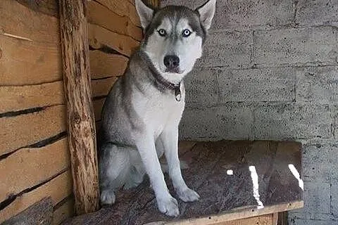 Hasio młody, aktywny, energiczny łagodny siberian 
