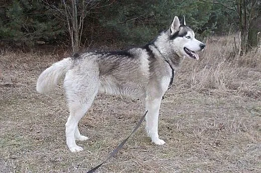 Hasio młody, aktywny, energiczny łagodny siberian 