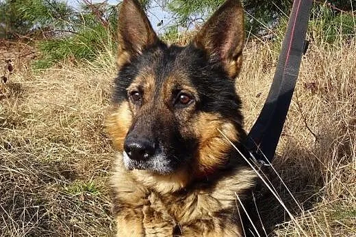 Tedi – piękny,  dostojny   owczarek .,  