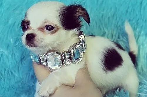 Chihuahua Szczenięta Do adopcji **