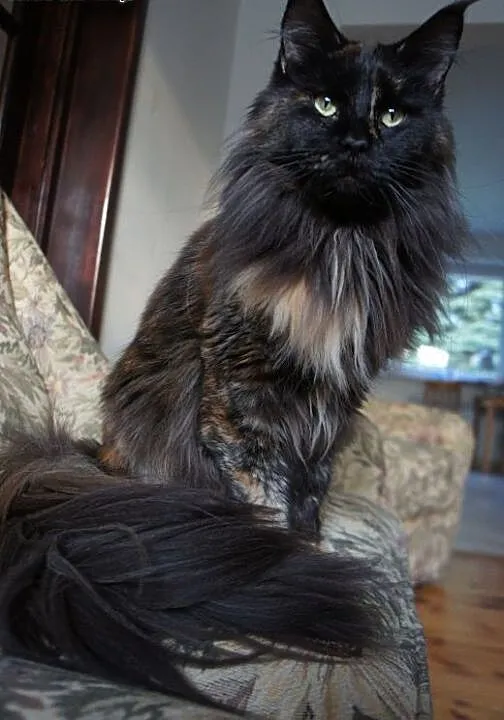 MAINE COON - do odbioru - rodowód, Koty maine coo