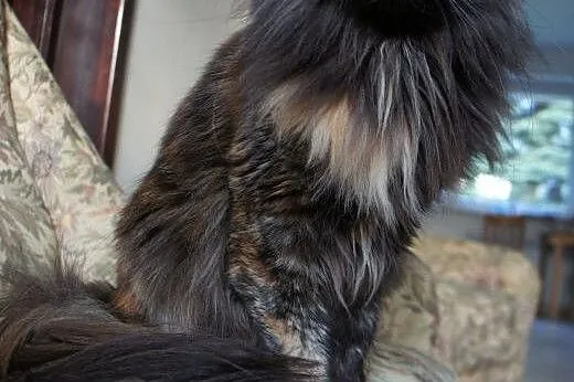 MAINE COON - do odbioru - rodowód,  Koty maine coo