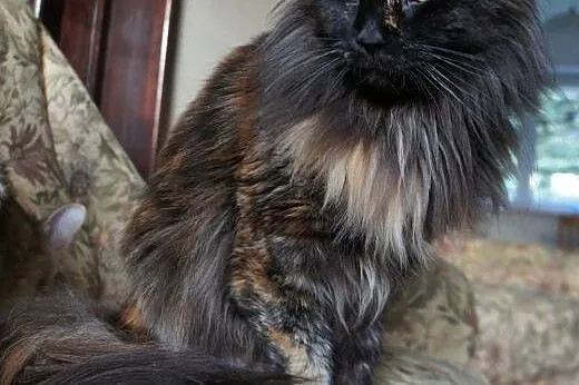 MAINE COON - do odbioru - rodowód,  Koty maine coo